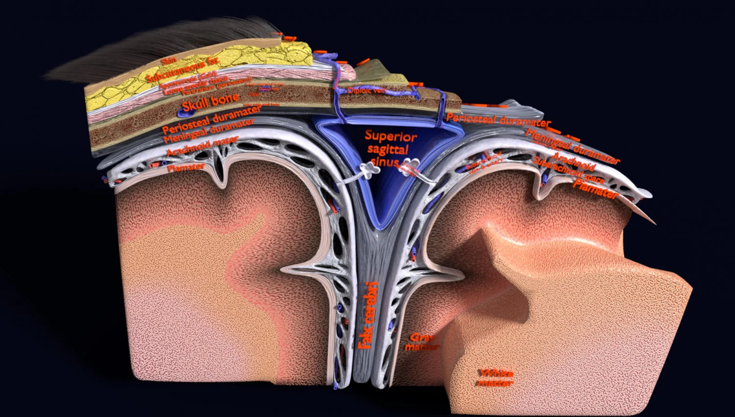 Brain with meninges scalp detailed labelled 3D 3D Model .c4d .max .obj .3ds .fbx .stl .blend