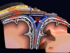 मेनिन्जेस स्कैल्प के साथ मस्तिष्क को विस्तृत रूप से 3डी लेबल दिया गया है 3D मॉडल