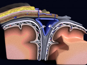 Brain with meninges scalp detailed labelled 3D 3D Модель
