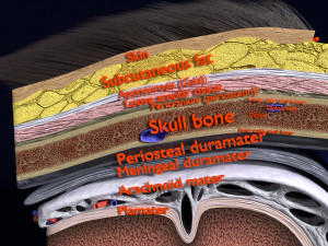 Brain with meninges scalp detailed labelled 3D 3D Модель