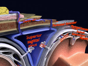 Brain with meninges scalp detailed labelled 3D 3D Модель
