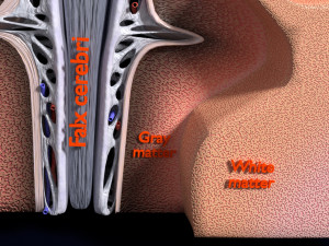 Brain with meninges scalp detailed labelled 3D 3D Модель