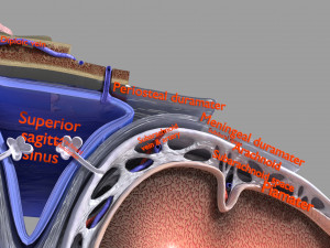 Brain with meninges scalp detailed labelled 3D 3D Модель