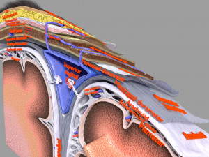 Brain with meninges scalp detailed labelled 3D 3D Модель