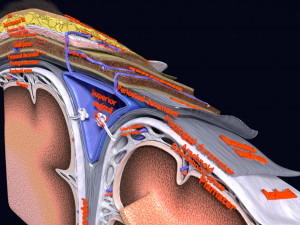 Brain with meninges scalp detailed labelled 3D 3D Модель