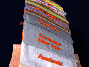 Brain with meninges scalp detailed labelled 3D 3D Модель