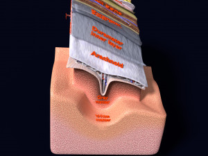 Brain with meninges scalp detailed labelled 3D 3D Модель