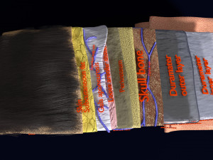 Brain with meninges scalp detailed labelled 3D 3D Модель