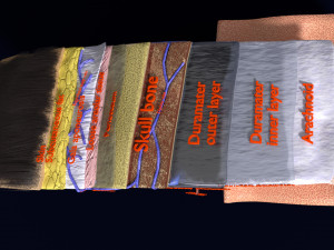 Brain with meninges scalp detailed labelled 3D 3D Модель