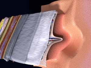 Brain with meninges scalp detailed labelled 3D 3D Модель