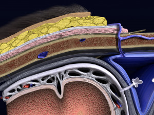 Brain with meninges scalp detailed labelled 3D 3D Модель