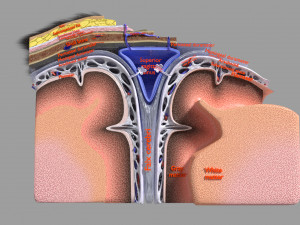 Brain with meninges scalp detailed labelled 3D 3D Модель