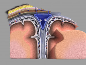 Brain with meninges scalp detailed labelled 3D 3D Модель