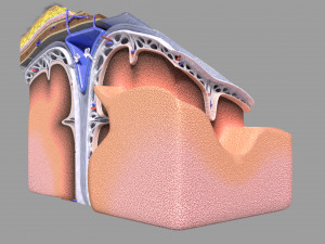 Brain with meninges scalp detailed labelled 3D 3D Модель
