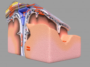 Brain with meninges scalp detailed labelled 3D 3D Модель