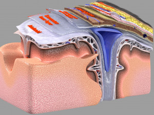Brain with meninges scalp detailed labelled 3D 3D Модель