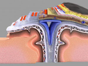 Brain with meninges scalp detailed labelled 3D 3D Модель