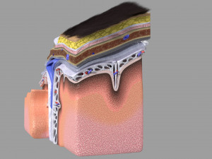 Brain with meninges scalp detailed labelled 3D 3D Модель