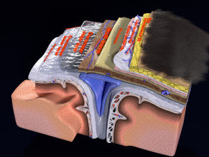 Brain with meninges scalp detailed labelled 3D 3D Модель