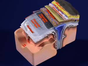 Brain with meninges scalp detailed labelled 3D 3D Модель