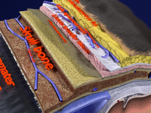 Brain with meninges scalp detailed labelled 3D 3D Модель
