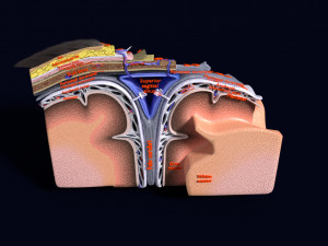 Brain with meninges scalp detailed labelled 3D 3D Модель