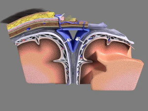 Brain with meninges scalp detailed labelled 3D 3D Model