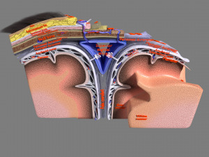 Brain with meninges scalp detailed labelled 3D 3D Модель