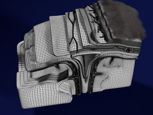 Brain with meninges scalp detailed labelled 3D 3D Модель