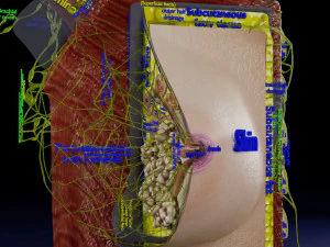 Borstlymfdrainage precieze schaal gelabeldatomiehistologie 3D Model
