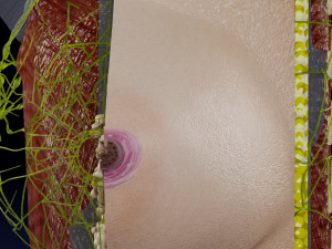 Breast lymphatic drainage precise scale labelledatomy histology 3D-Modell
