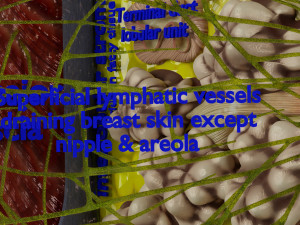 Breast lymphatic drainage precise scale labelledatomy histology 3D-Modell