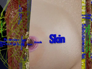 Breast lymphatic drainage precise scale labelledatomy histology 3D Model