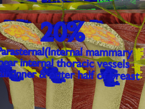 Breast lymphatic drainage precise scale labelledatomy histology 3D-Modell