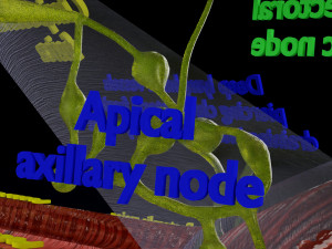 Breast lymphatic drainage precise scale labelledatomy histology 3D-Modell