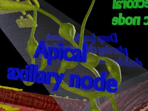 Breast lymphatic drainage precise scale labelledatomy histology 3D Model