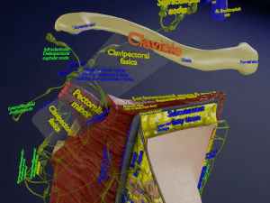 Breast lymphatic drainage precise scale labelledatomy histology 3D Model