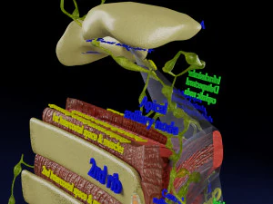 Breast lymphatic drainage precise scale labelledatomy histology 3D Model