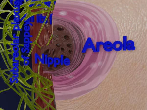 Breast lymphatic drainage precise scale labelledatomy histology 3D Model