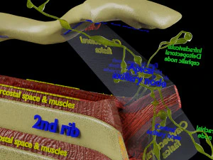 Breast lymphatic drainage precise scale labelledatomy histology 3D Model