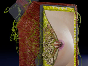 Breast lymphatic drainage precise scale labelledatomy histology 3D Model