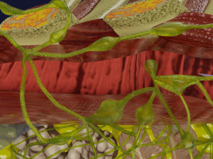 Breast lymphatic drainage precise scale labelledatomy histology 3D-Modell