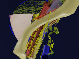 Breast lymphatic drainage precise scale labelledatomy histology 3D Model