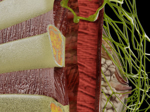 Breast lymphatic drainage precise scale labelledatomy histology 3D-Modell
