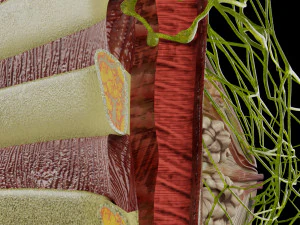 Breast lymphatic drainage precise scale labelledatomy histology 3D Model
