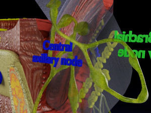 Breast lymphatic drainage precise scale labelledatomy histology 3D-Modell