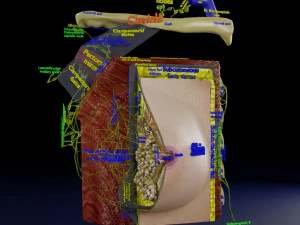 Breast lymphatic drainage precise scale labelledatomy histology 3D Model