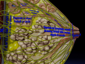 Breast lymphatic drainage precise scale labelledatomy histology 3D-Modell