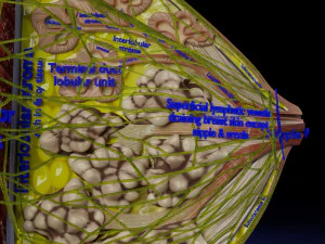 Breast lymphatic drainage precise scale labelledatomy histology 3D Model