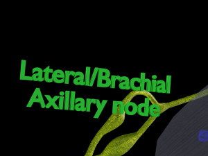 Breast lymphatic drainage precise scale labelledatomy histology 3D-Modell